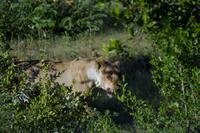 Südafrika - Timbavati Wildreservat