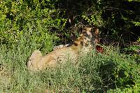 Südafrika - Timbavati Wildreservat