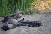 Südafrika - Timbavati Wildreservat