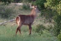 Südafrika - Timbavati Wildreservat