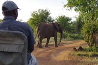 Südafrika - Timbavati Wildreservat