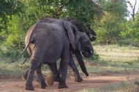 Südafrika - Timbavati Wildreservat