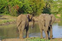 Südafrika - Timbavati Wildreservat