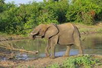 Südafrika - Timbavati Wildreservat