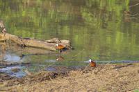Südafrika - Timbavati Wildreservat