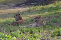 Südafrika - Timbavati Wildreservat