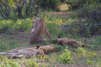 Südafrika - Timbavati Wildreservat