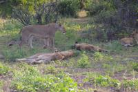 Südafrika - Timbavati Wildreservat