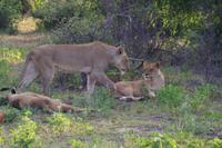 Südafrika - Timbavati Wildreservat