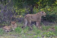 Südafrika - Timbavati Wildreservat