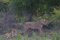 Südafrika - Timbavati Wildreservat