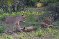 Südafrika - Timbavati Wildreservat