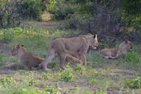 Südafrika - Timbavati Wildreservat