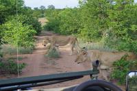 Südafrika - Timbavati Wildreservat