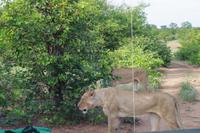 Südafrika - Timbavati Wildreservat