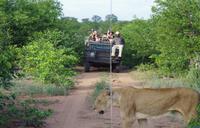 Südafrika - Timbavati Wildreservat