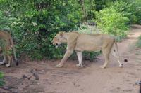 Südafrika - Timbavati Wildreservat