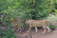 Südafrika - Timbavati Wildreservat