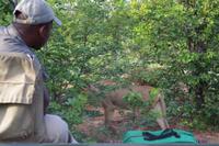 Südafrika - Timbavati Wildreservat