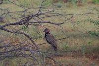 Südafrika - Timbavati Wildreservat