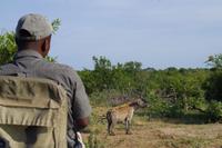 Südafrika - Timbavati Wildreservat