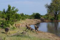 Südafrika - Timbavati Wildreservat