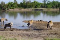 Südafrika - Timbavati Wildreservat