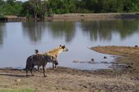 Südafrika - Timbavati Wildreservat