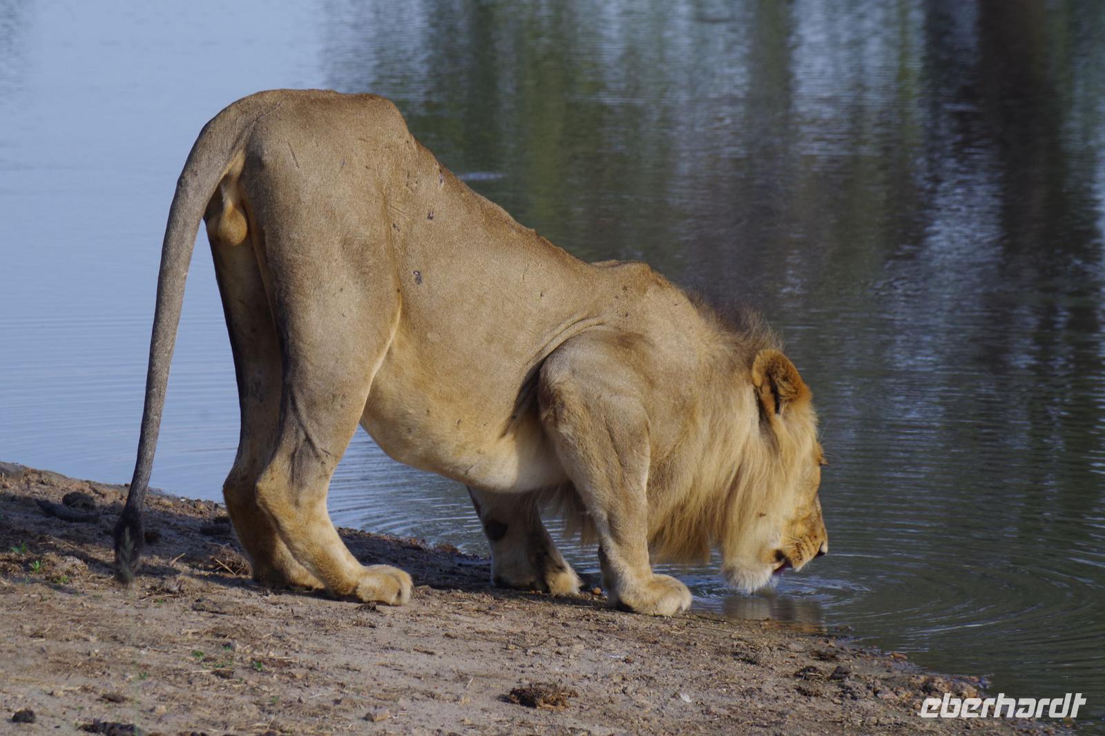 Südafrika - Timbavati Wildreservat