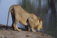 Südafrika - Timbavati Wildreservat