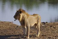 Südafrika - Timbavati Wildreservat