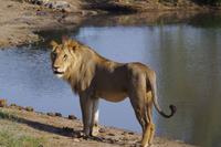 Südafrika - Timbavati Wildreservat