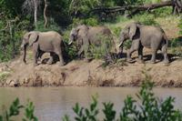 Südafrika - Simbavati River Lodge