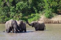 Südafrika - Simbavati River Lodge