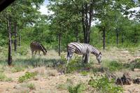 Südafrika - Timbavati Wildreservat