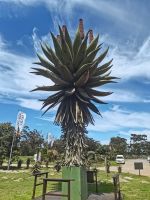 Shopping im Aloe-Fabrikverkauf in Südafrika @ Anette Rietz EHT