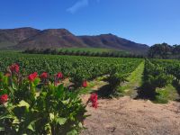 Weinreben-Natur Südafrika Garden Route @ Anette Rietz EHT
