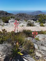 Blumen auf dem Tafelberg in Kapstadt