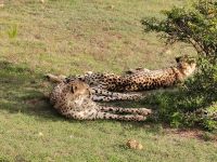 Leoparden Safari Garden Route Südafrika @ Anette Rietz EHT