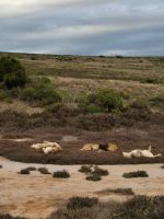 Die Löwen schlafen im Park