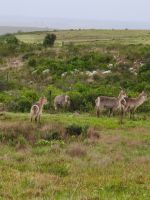 Pirschfahrt im privaten Park
