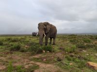 Elefant Safari Garden Route Südafrika @ Anette Rietz EHT