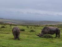 Nashörner beim Grasen Safari Südafrika @ Anette Rietz EHT