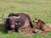 Ausruhen im Park Safari Südafrika Garden Route @ Anette Rietz EHT