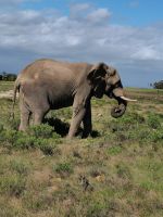 Elefantenbeobachtung bei der Pirsch