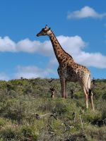Giraffe bei Safari in Südafrika Garden Route @ Anette Rietz EHT