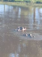 Die Nashörner zeigen nur ihre Köpfe