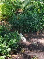 Ein Albino-Kaninchen im Park