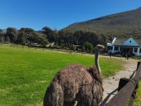 Besuch der Straußenfarm