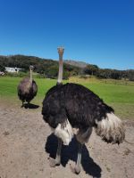 Straußenfarm am Cape Point